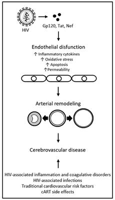 Role of Brain Arterial Remodeling in HIV-Associated Cerebrovascular Outcomes